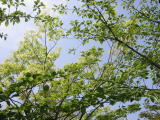 ���炫��Ђ���